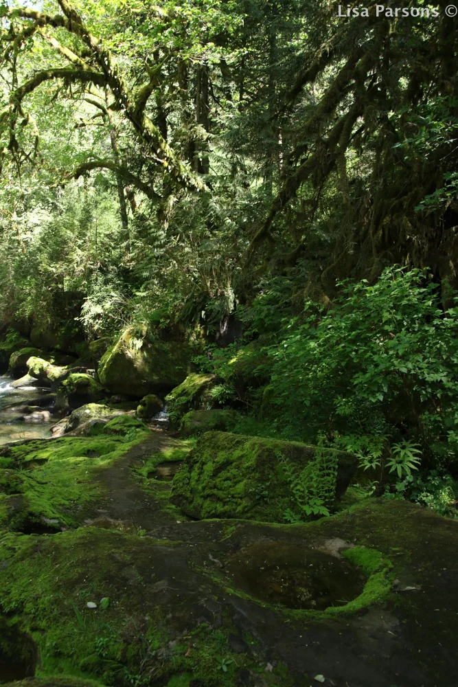 Paradise Rediscovered — Green River GreenwayField NotesConservation History of the Green