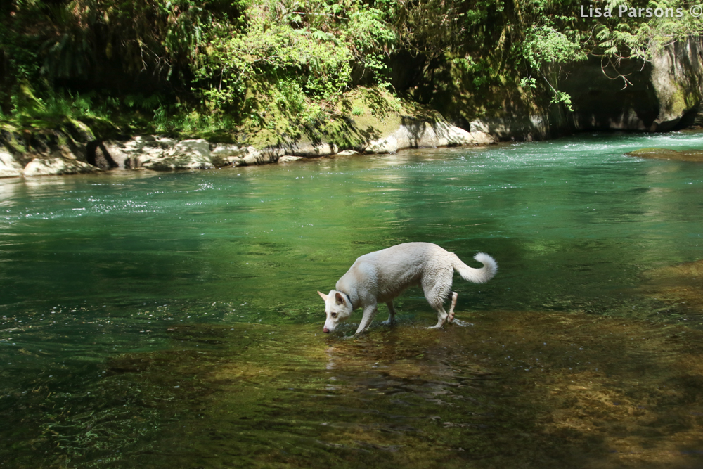 White Dog on the Sanstone Ledge