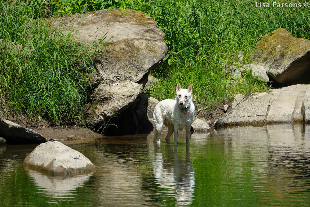 River Dog