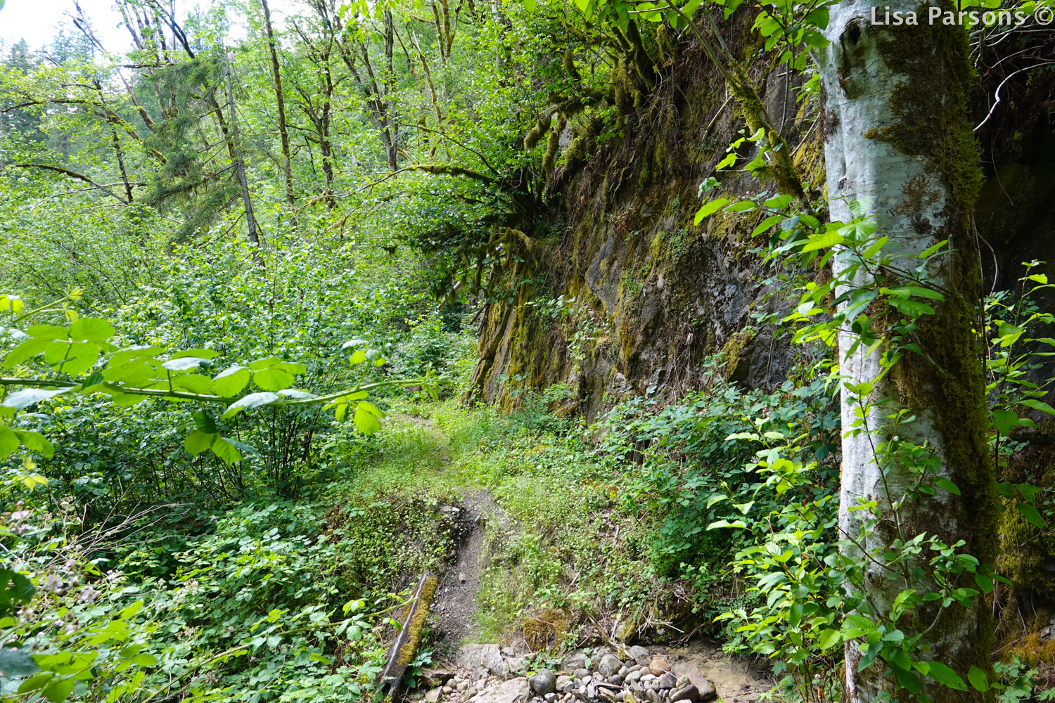 Trail Down to the River