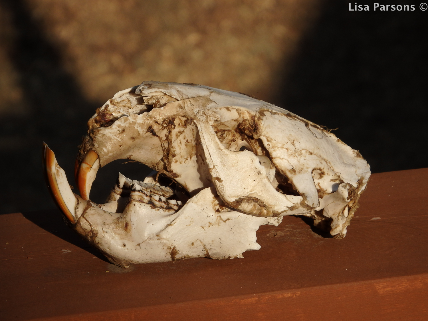 Beaver Skull