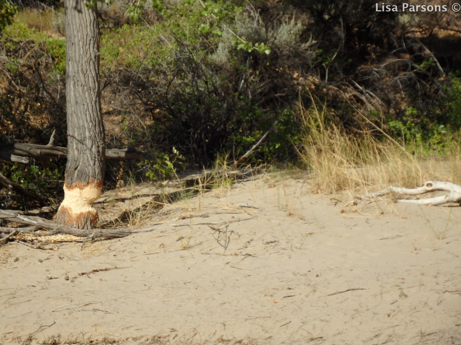 Brazilian Beaver