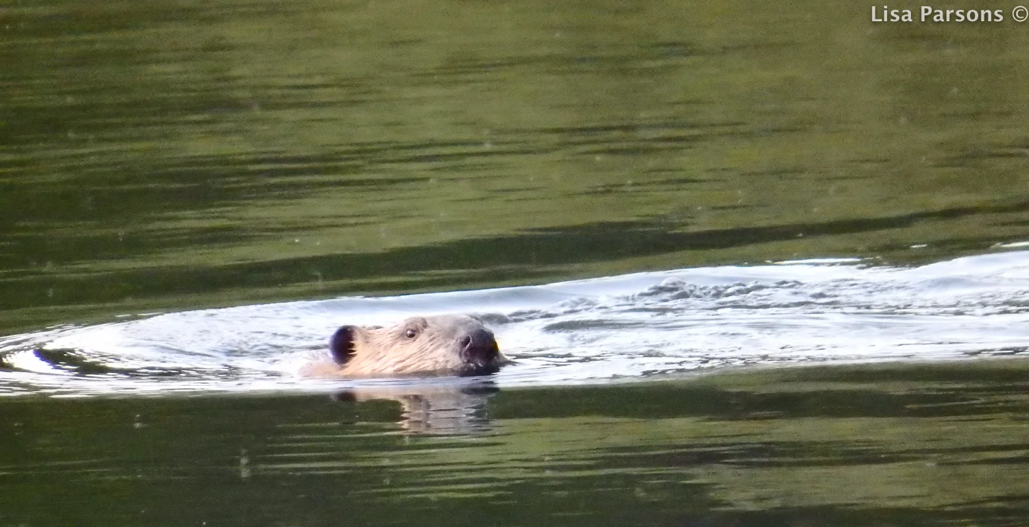 Beaver Swimming in pond in the evening