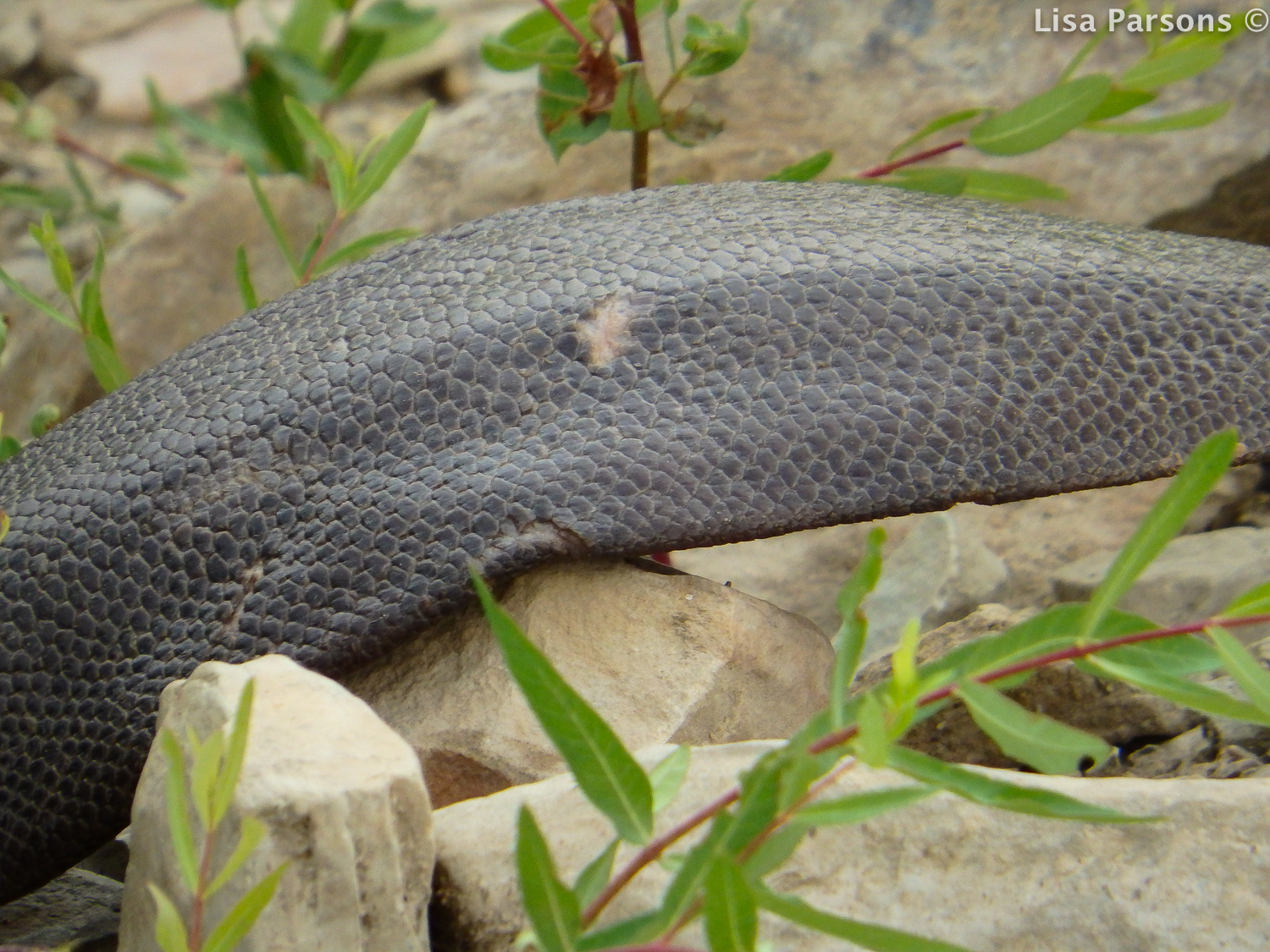 Closeup of Beaver Tail