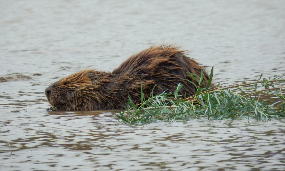 Beaver in Shallow Area 