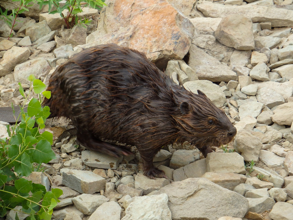 Beaver Walking Along Rocky Beach