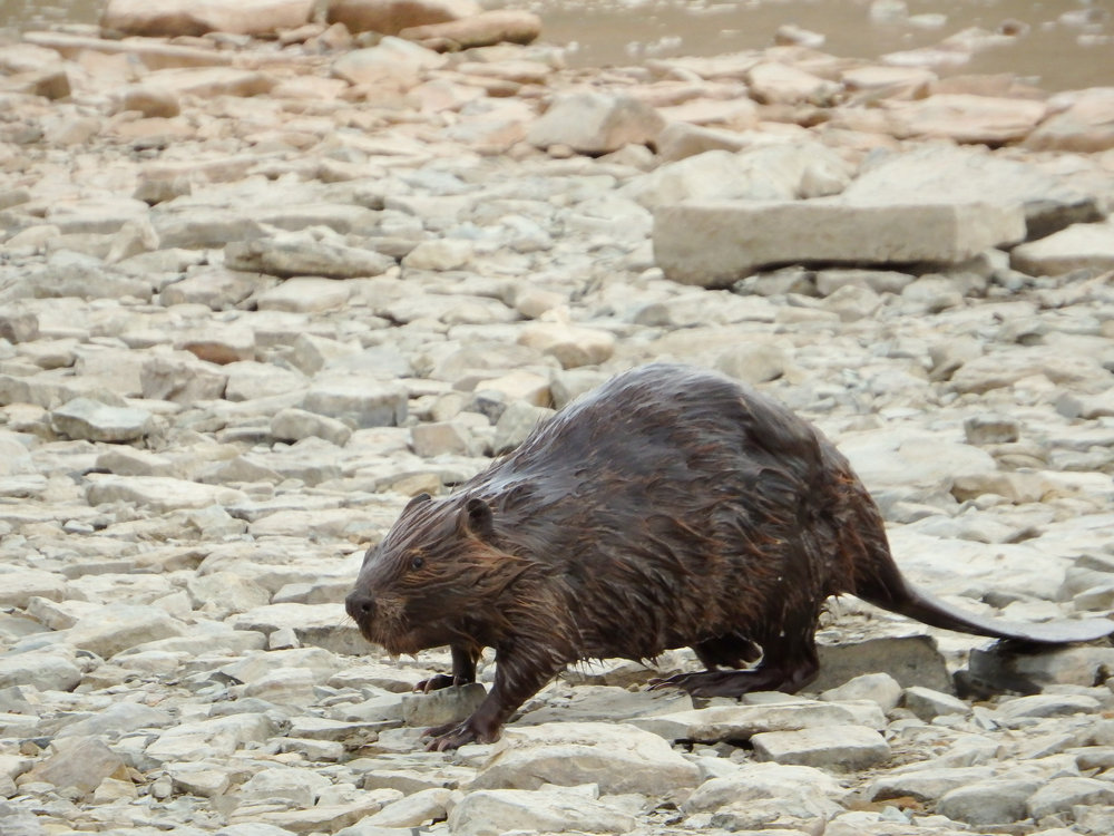 Beaver Walking Along Rocky Beach