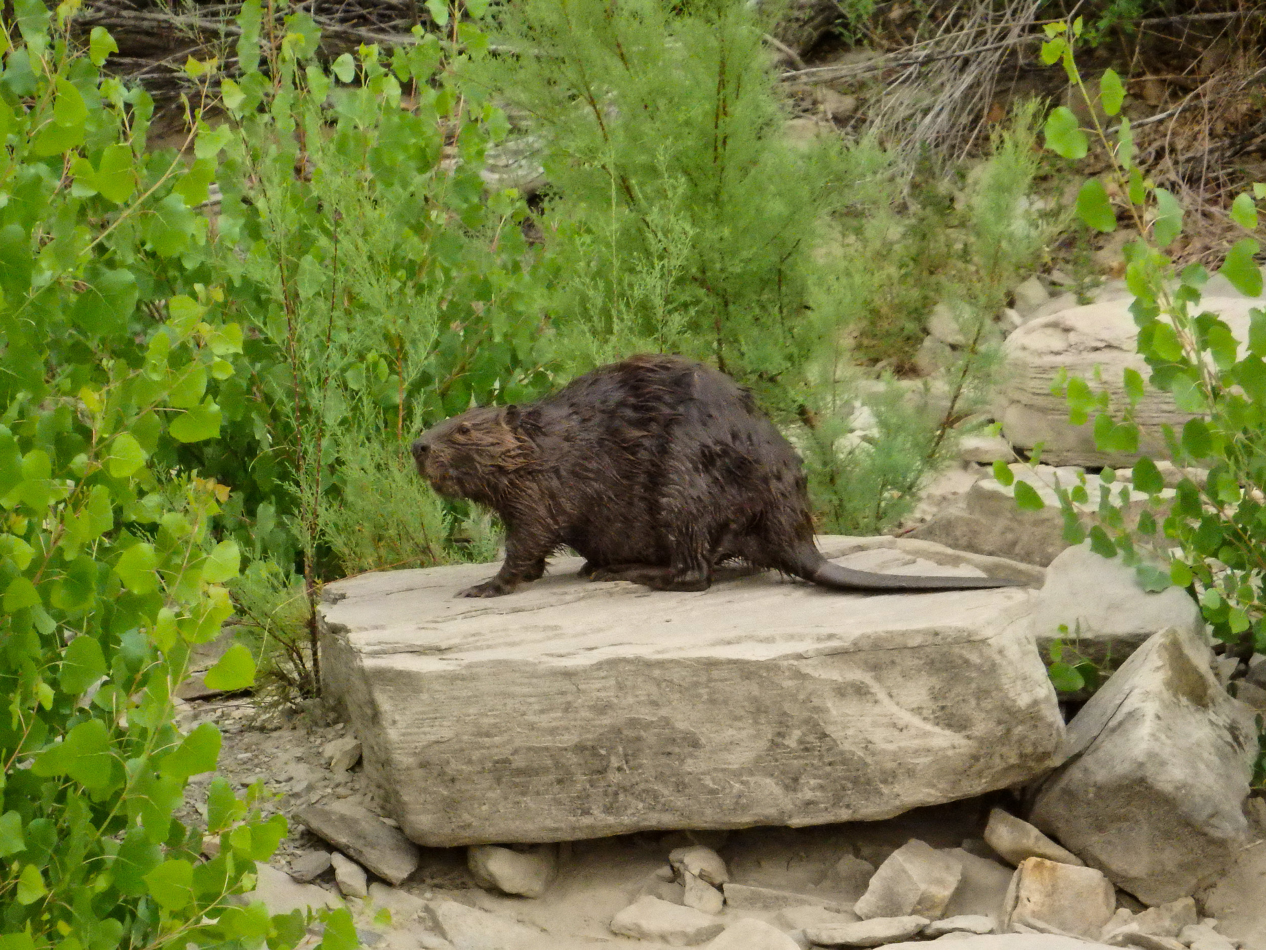 Beaver Rock Climbing