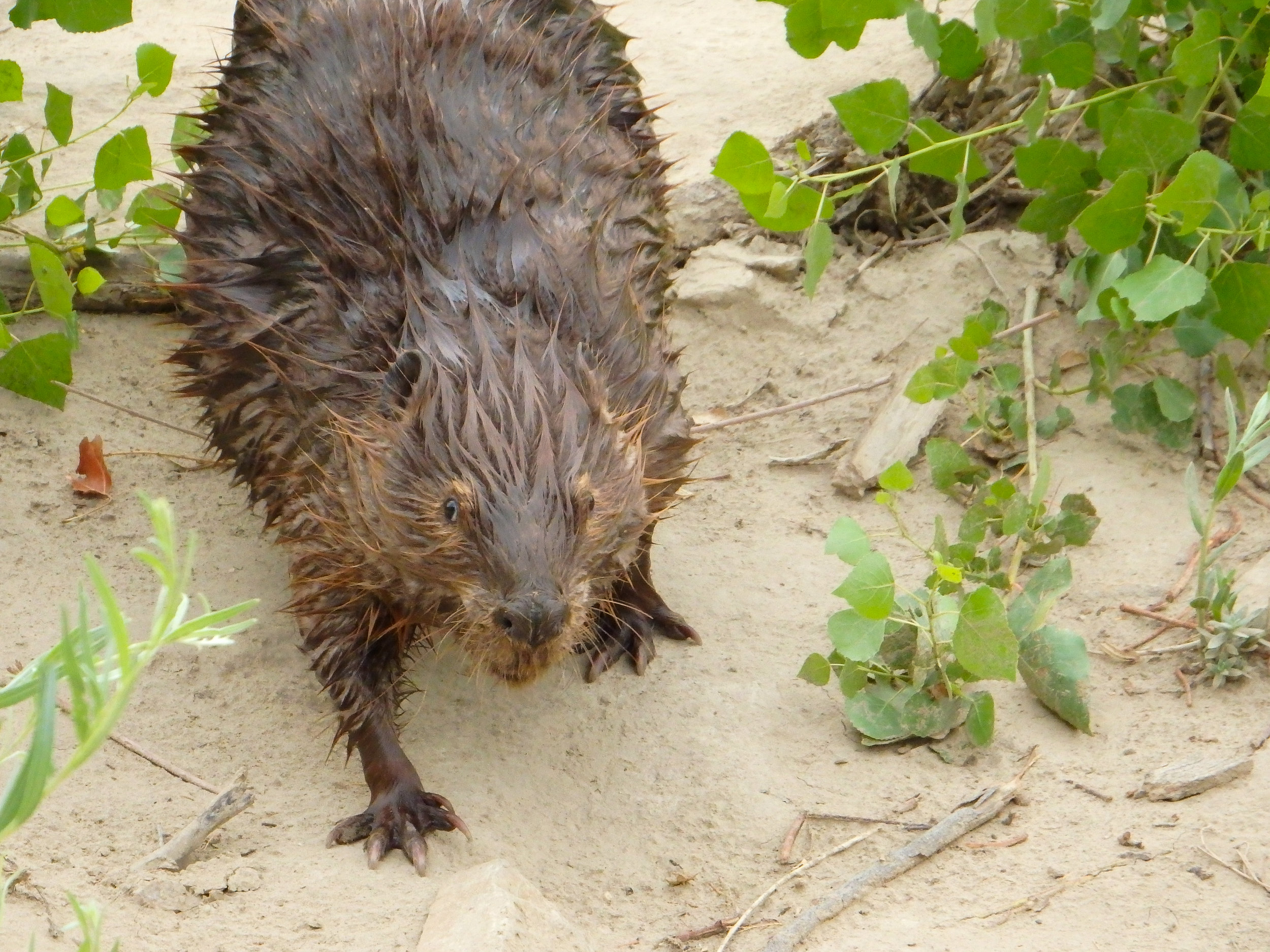 Beaver Telling Me to Get Out of His Way