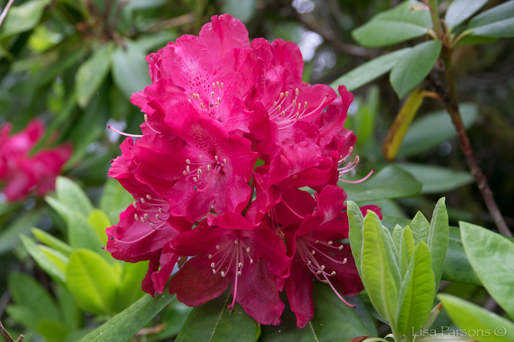 300 Species of rhododendrons