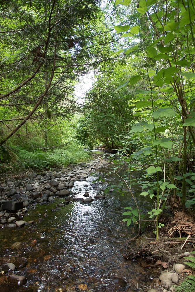 Jenkins Creek