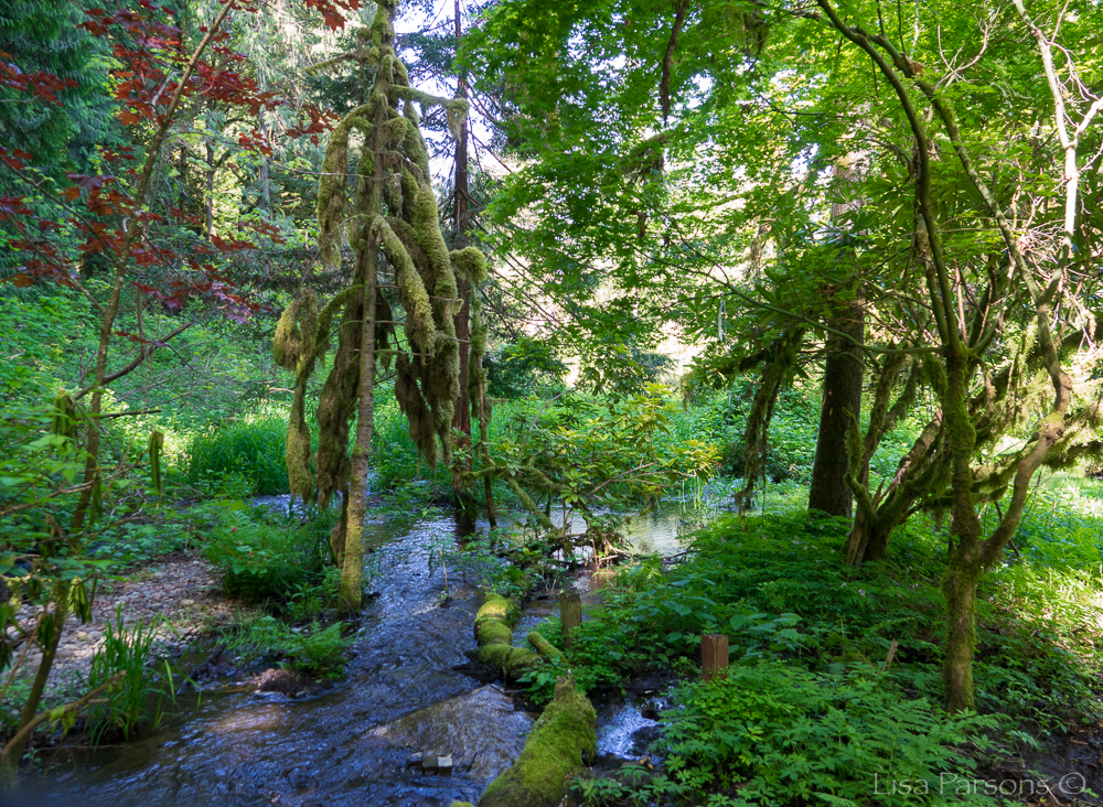 Spring at Jenkins Creek