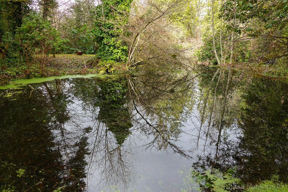 Pond &amp; Habitat for Wildlife