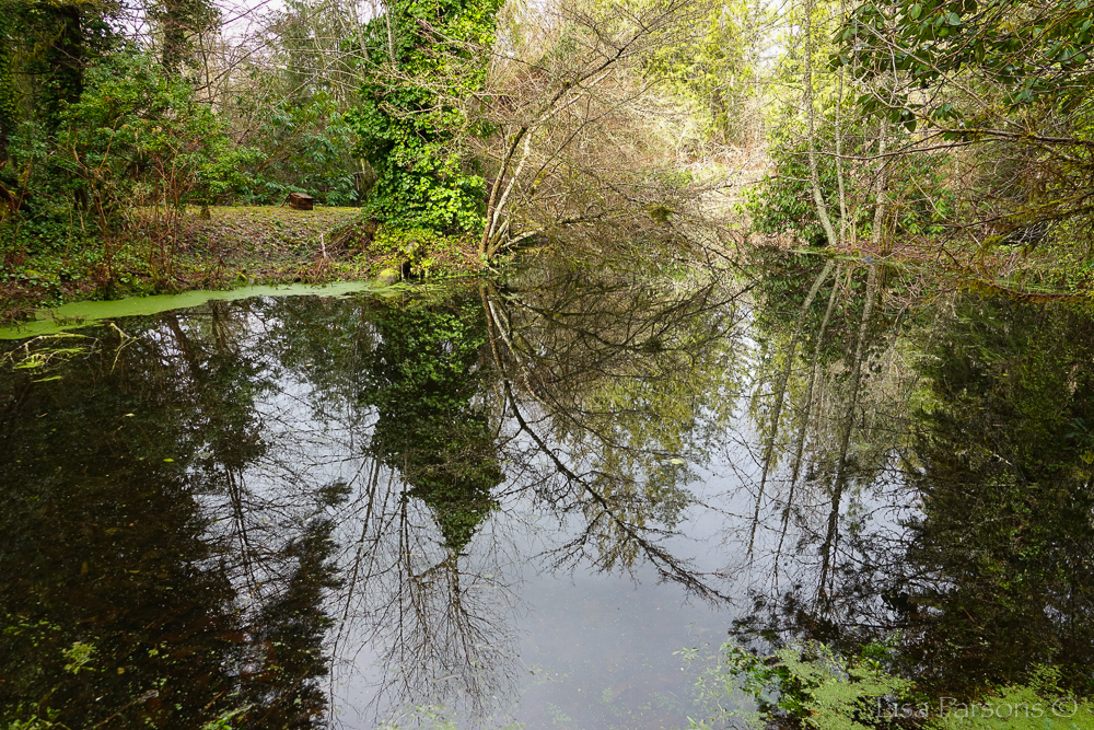 Pond & Habitat for Wildlife