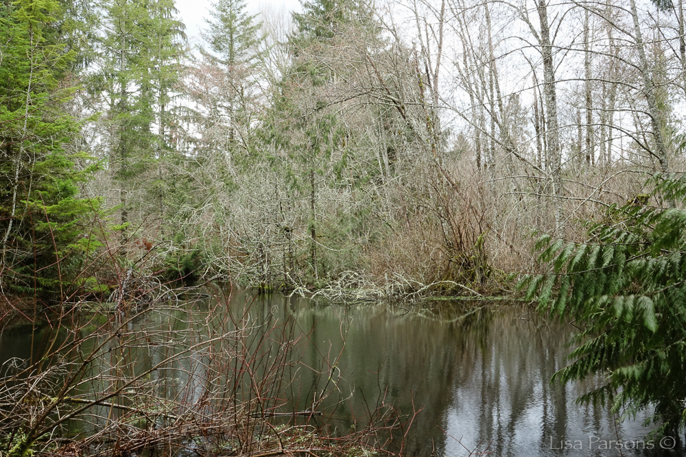 Winter on the Pond