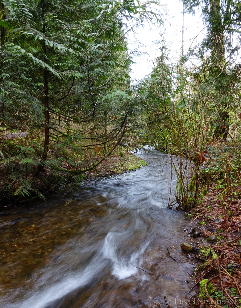 Jenkins Creek Flowing Through Lower Park