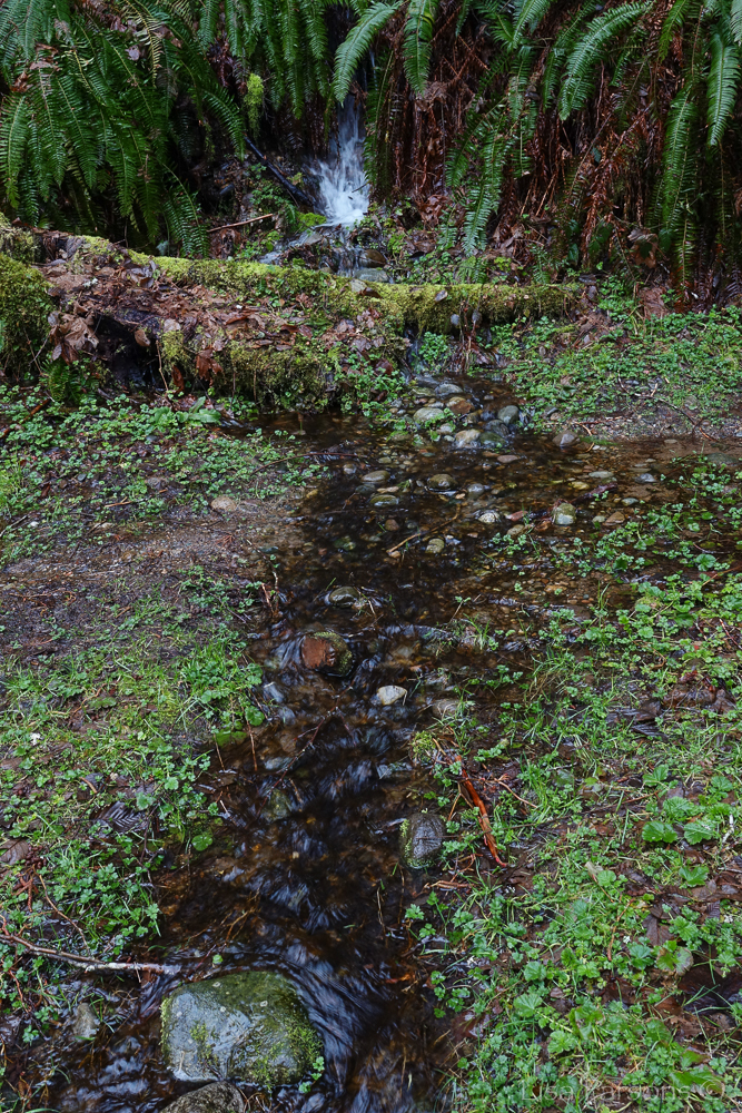 Spring Along the Main Trail in the Upper Park