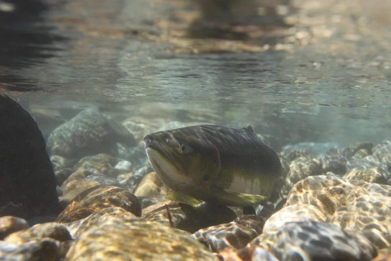 Chinook Salmon in Icy Creek