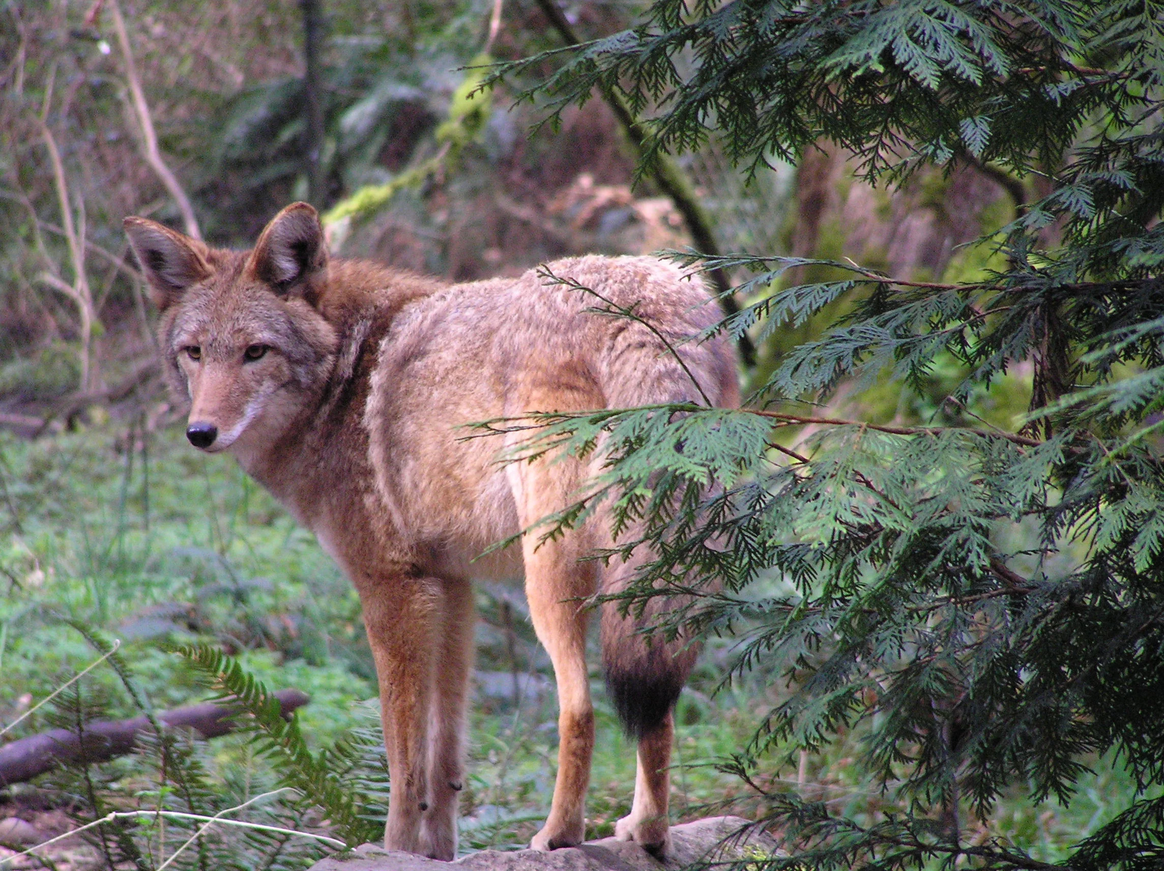 Coyote along the rim of the Gorge