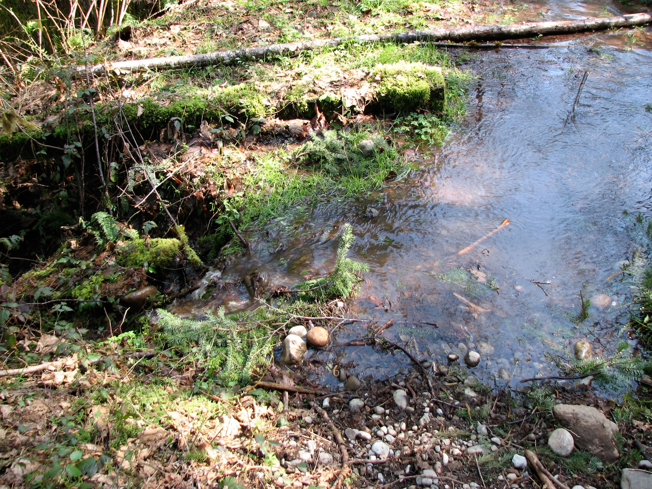 New springs cut channels around old dam