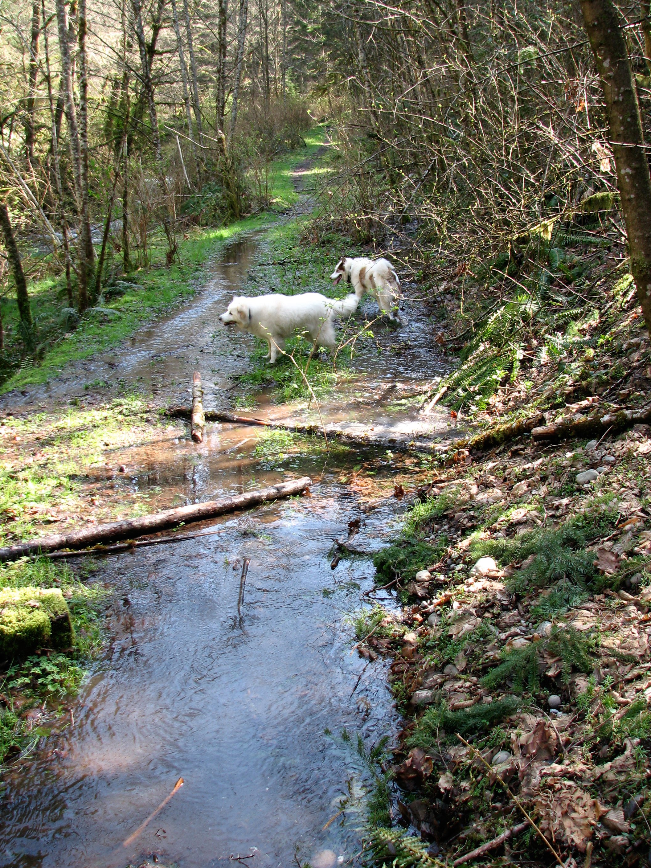 Upper Icy Creek Flood-16.jpg