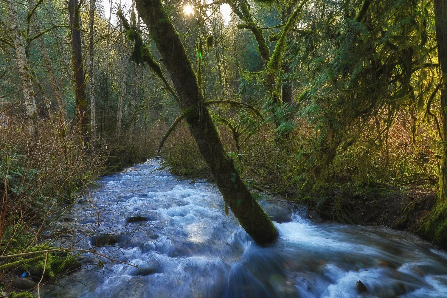 Water flowing around shoreline trees