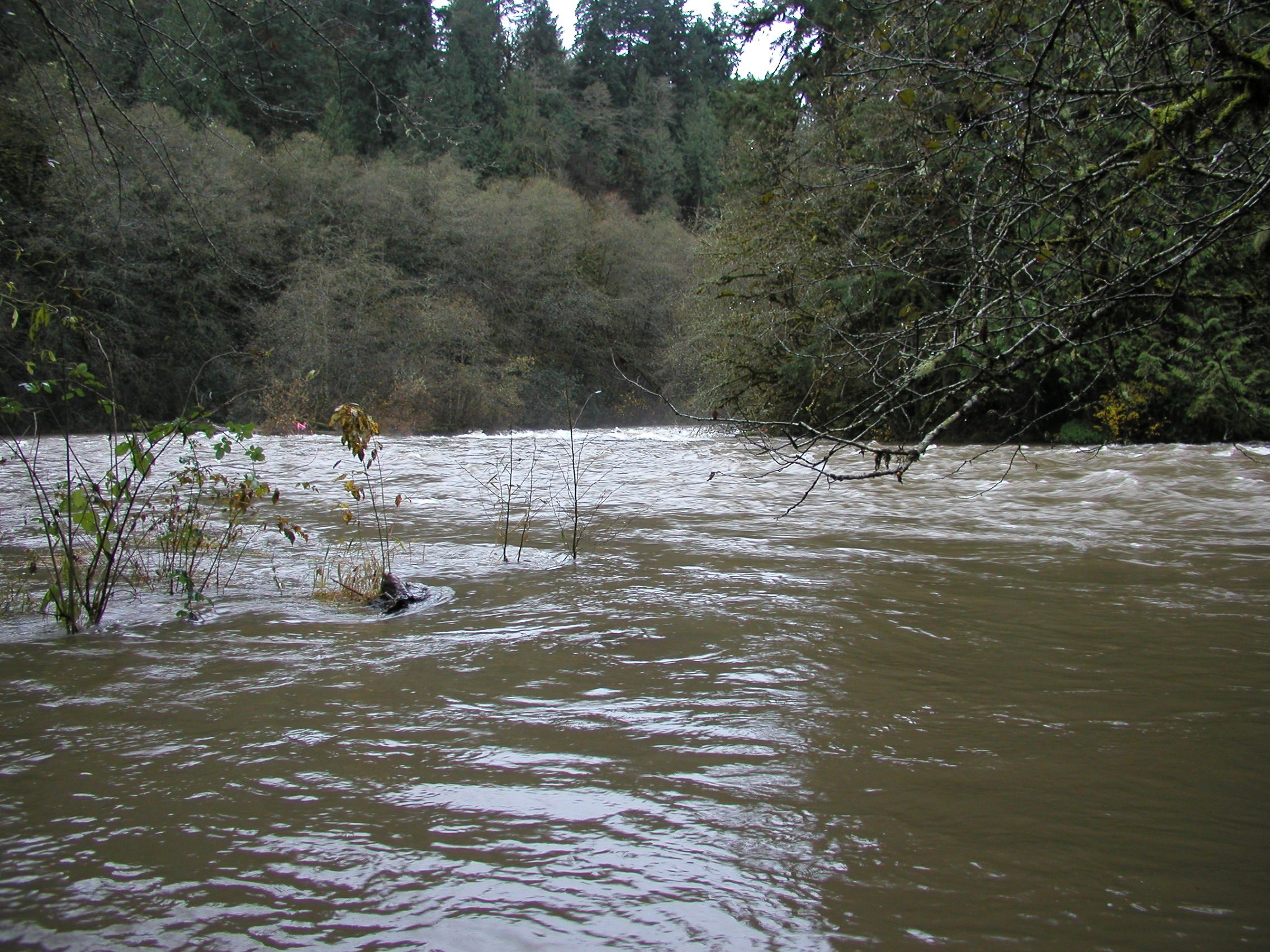 Green River backing up into confluence with Icy Creek