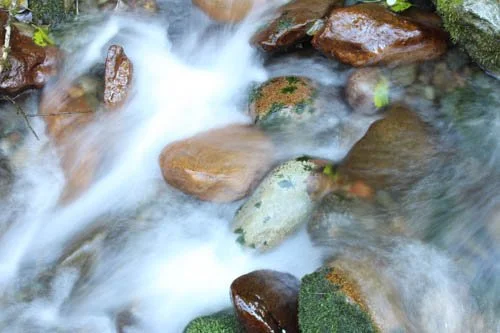 Support Final Phase of Icy Creek Ridge Conservation Effort