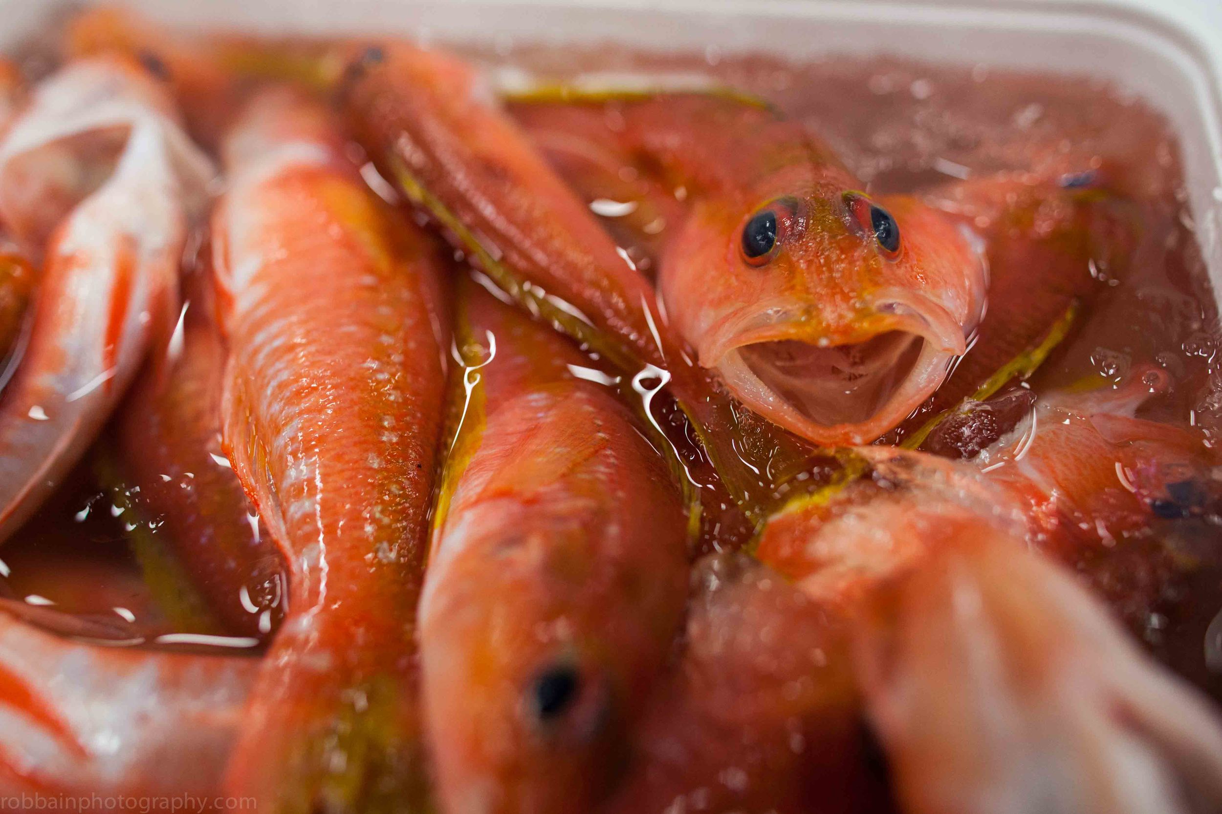 Photo 5. Box orange fish close up.jpg