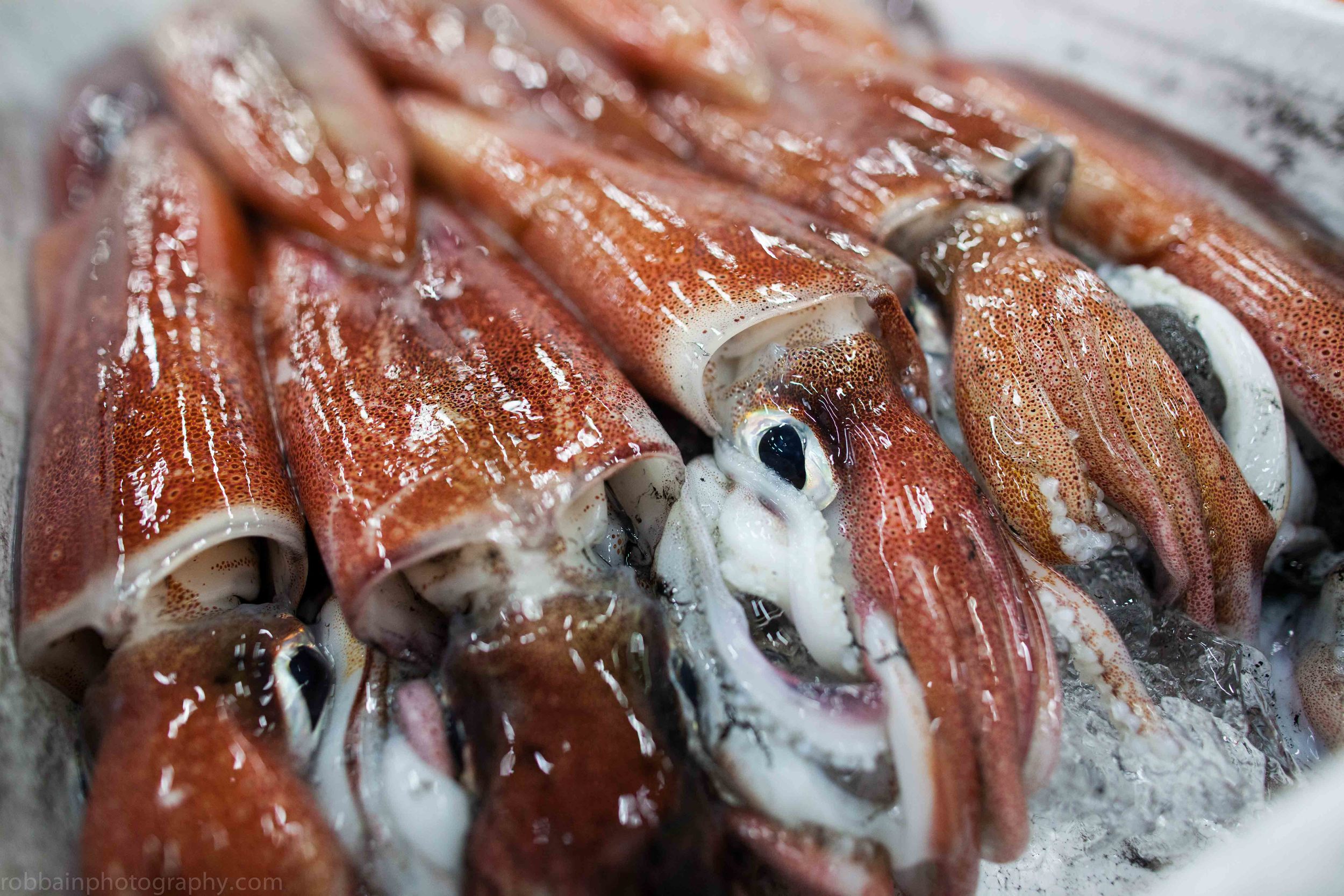 Photo 4. Squid .jpg