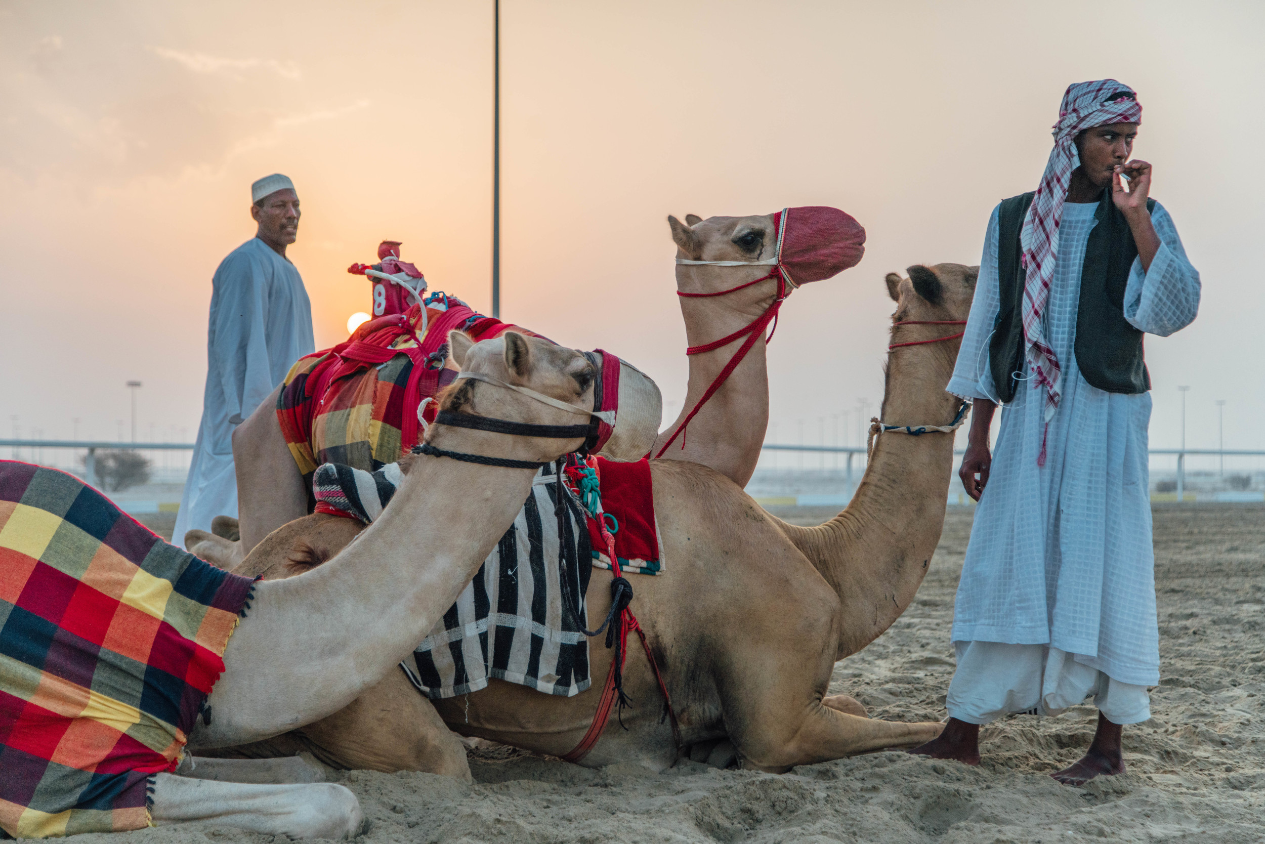 Camel Robots by Fraser Morton17.jpg