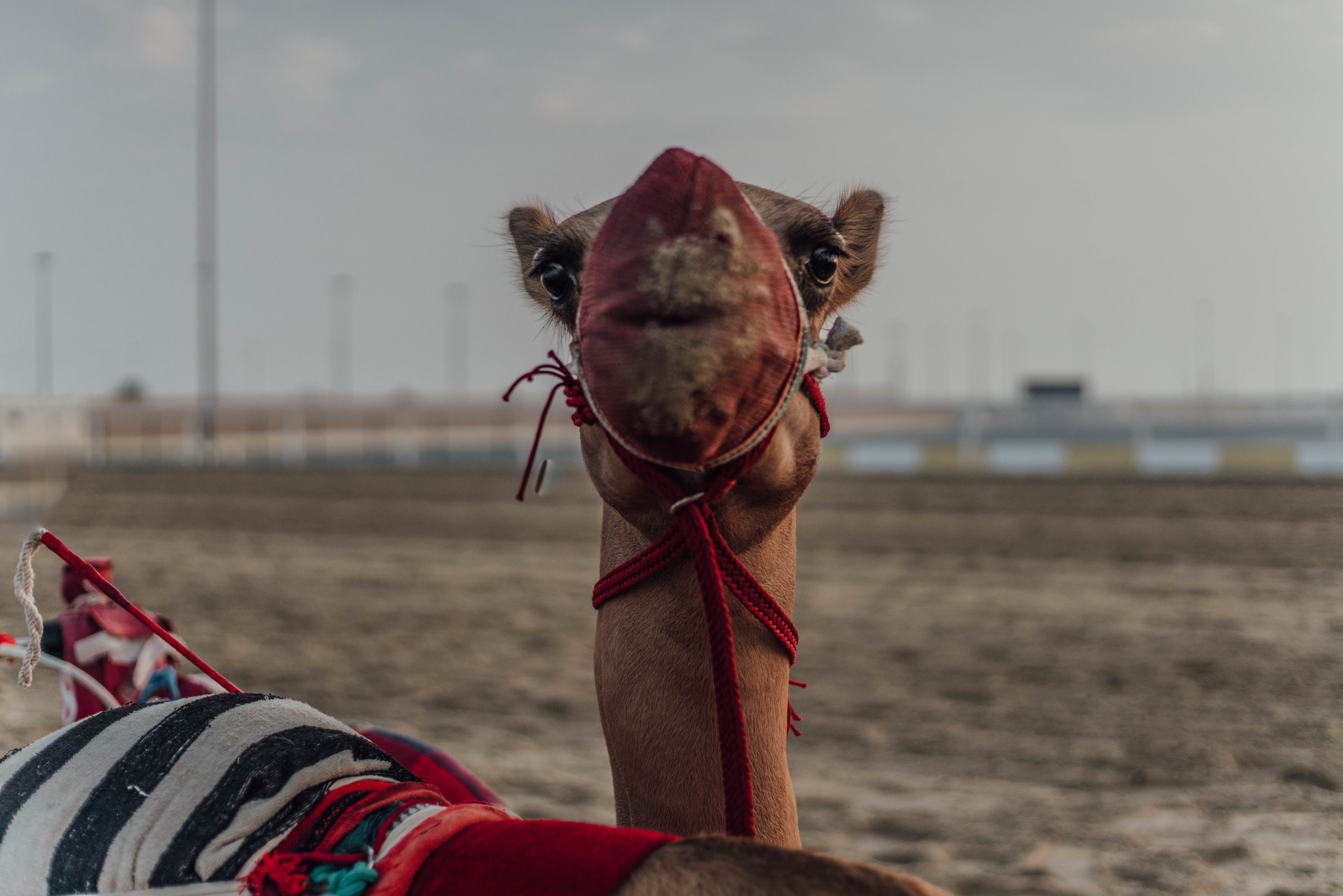 Camel Robots by Fraser Morton24.jpg
