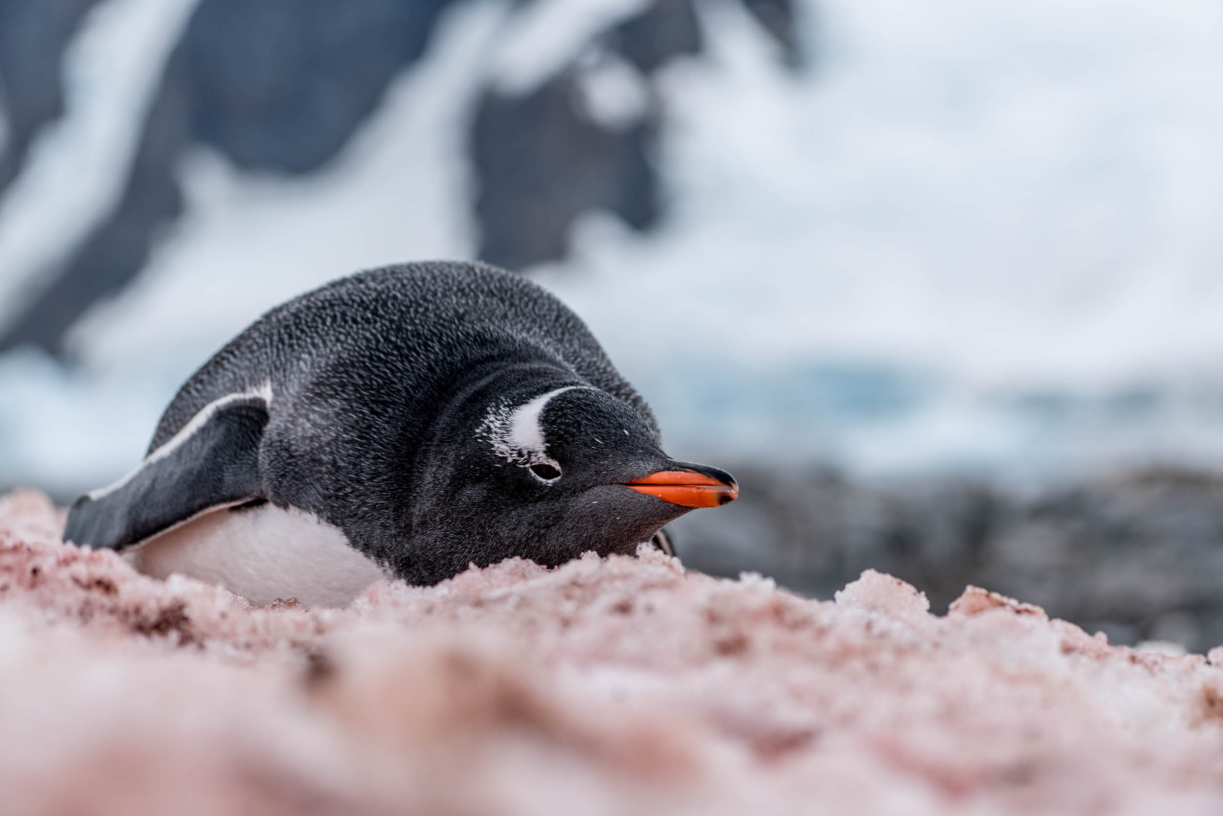 Antarctica Copyright Fraser Morton