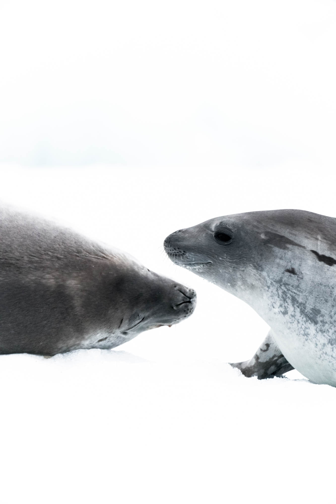 Antarctica Copyright Fraser Morton_DSC6219.jpg