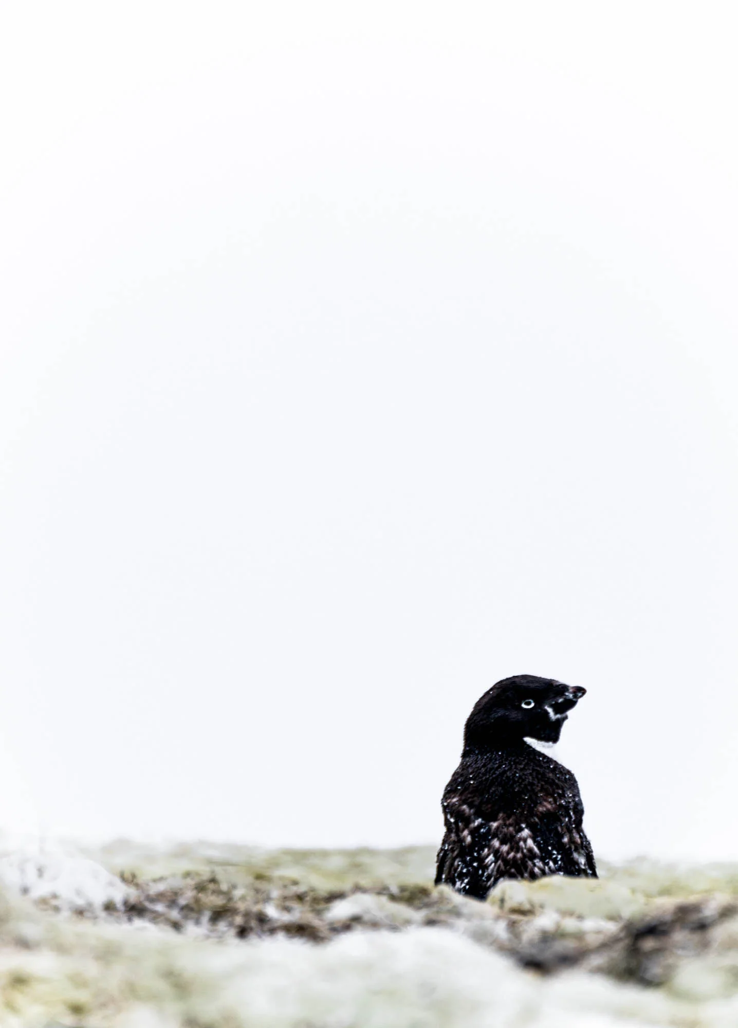 Antarctica Copyright Fraser Morton_DSC6309.jpg