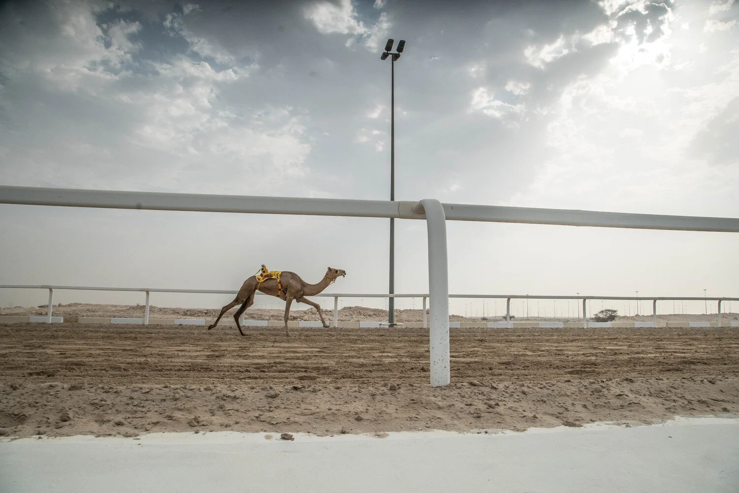 CAMEL ROBOTS