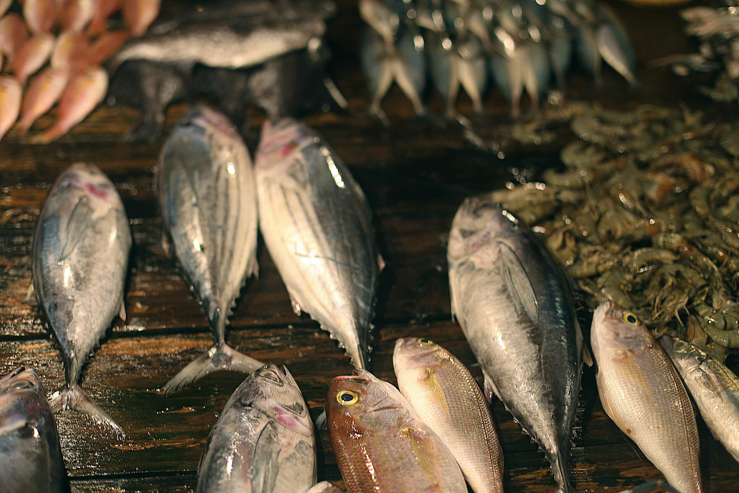 Sri+Lanka+Stilt+Fishermen+Far+Features11 (1).jpeg