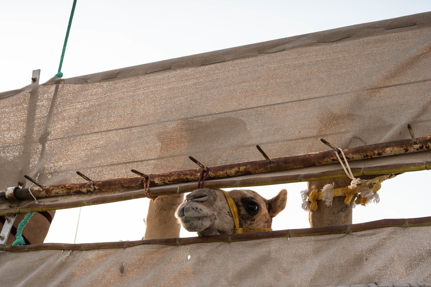 Camel Robots Documentary Photo series by Far Features from Qatar. Human rights abuse