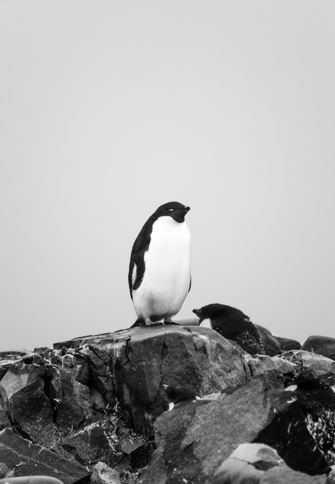 Lone Penguin by Fraser Morton_-2.jpg