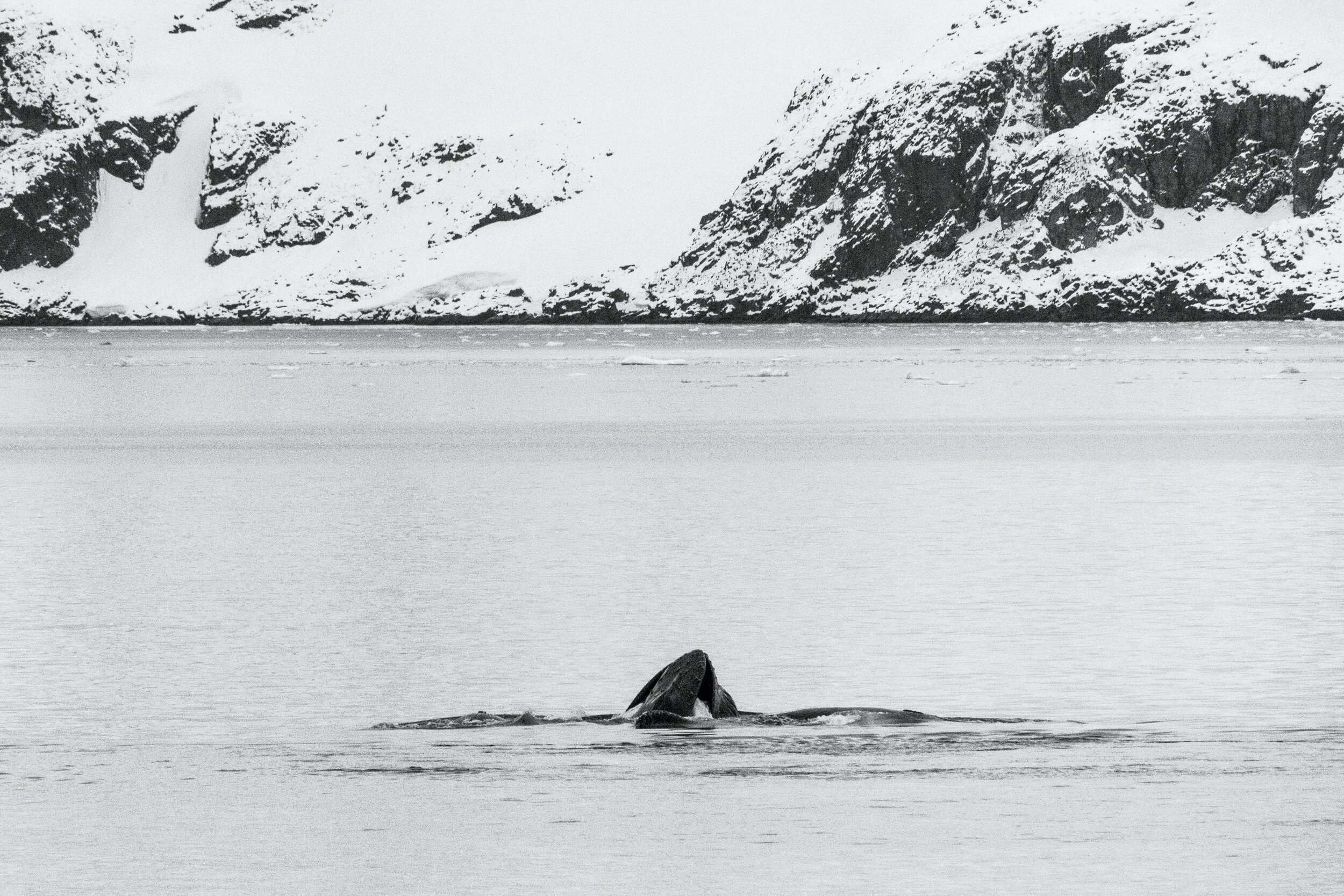 Breaching Humpback Whale Antarctica by Fraser Morton-2.jpg