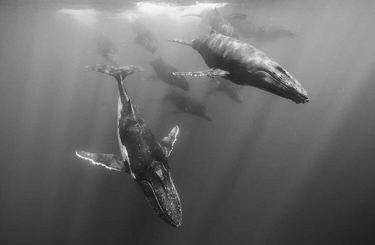 It&rsquo;s World Oceans Day today. 🌊 🐋 &ldquo;A recent study on humpbacks that breed off the coast of Brazil and call Antarctic waters home during the summer has shown that these whales can now be found in the sort of numbers seen before the days o