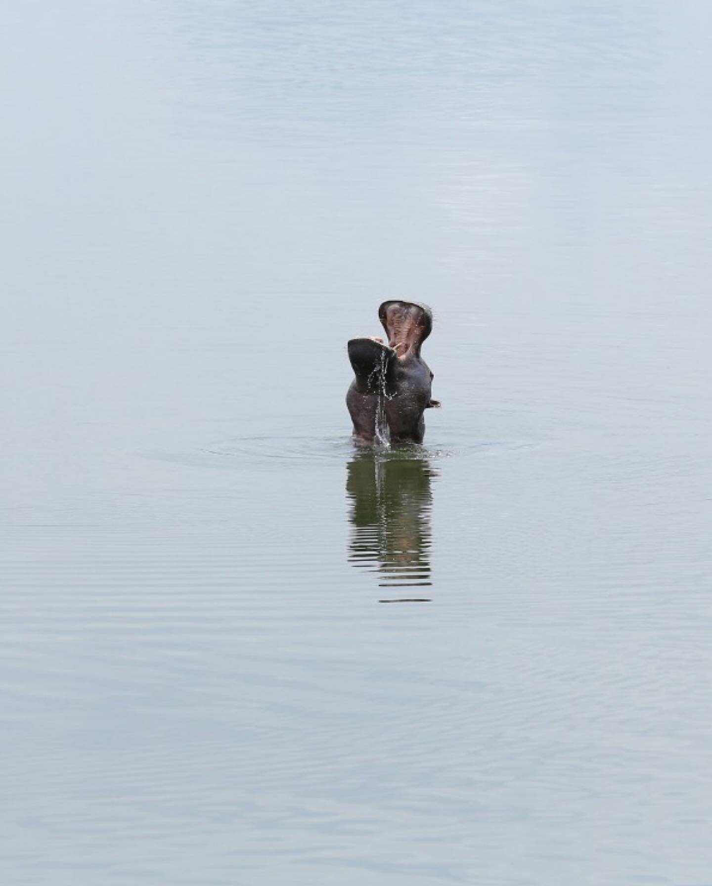 Wildlife roaming free in Akagera National Park, Rwanda, under the protection of the @africanparksnetwork. 

Scenes from The Future Of Sustainable Hospitality short film &amp; documentation, captured by photographer &amp; filmmaker Mazimpaka Jean Pier