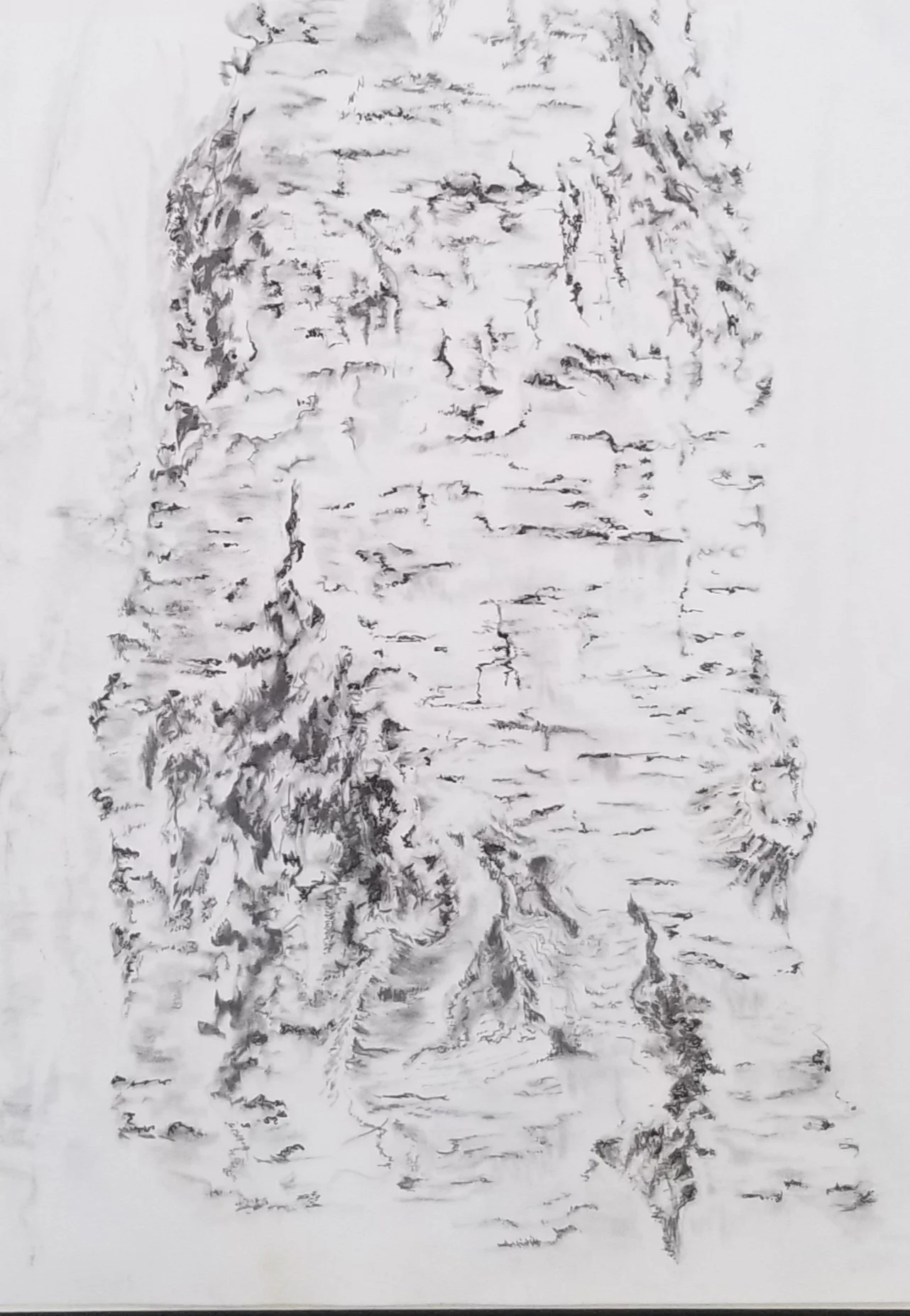 BARK PENCIL SKETCH.jpg