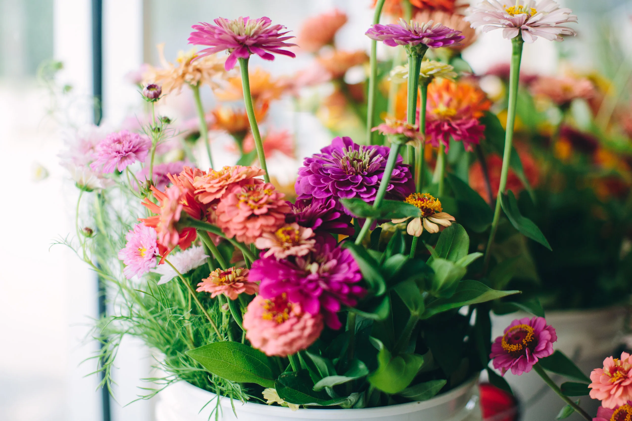 flowers8.jpg
