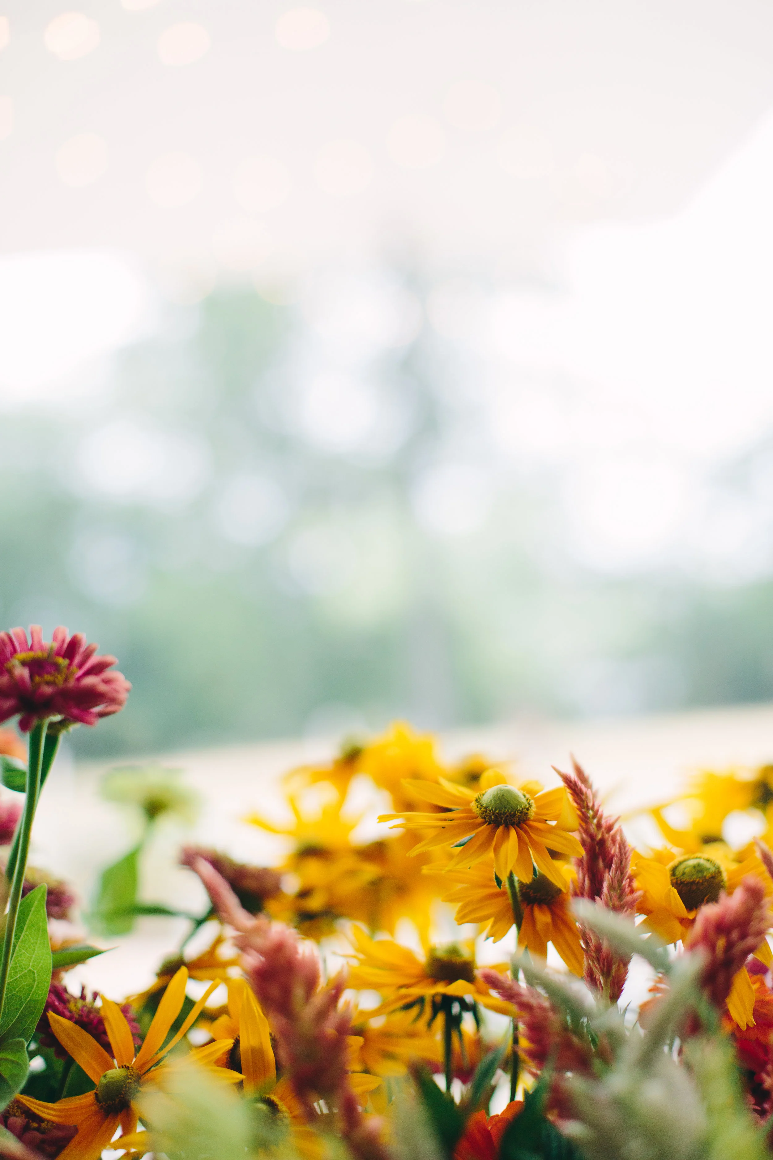 flowers11.jpg