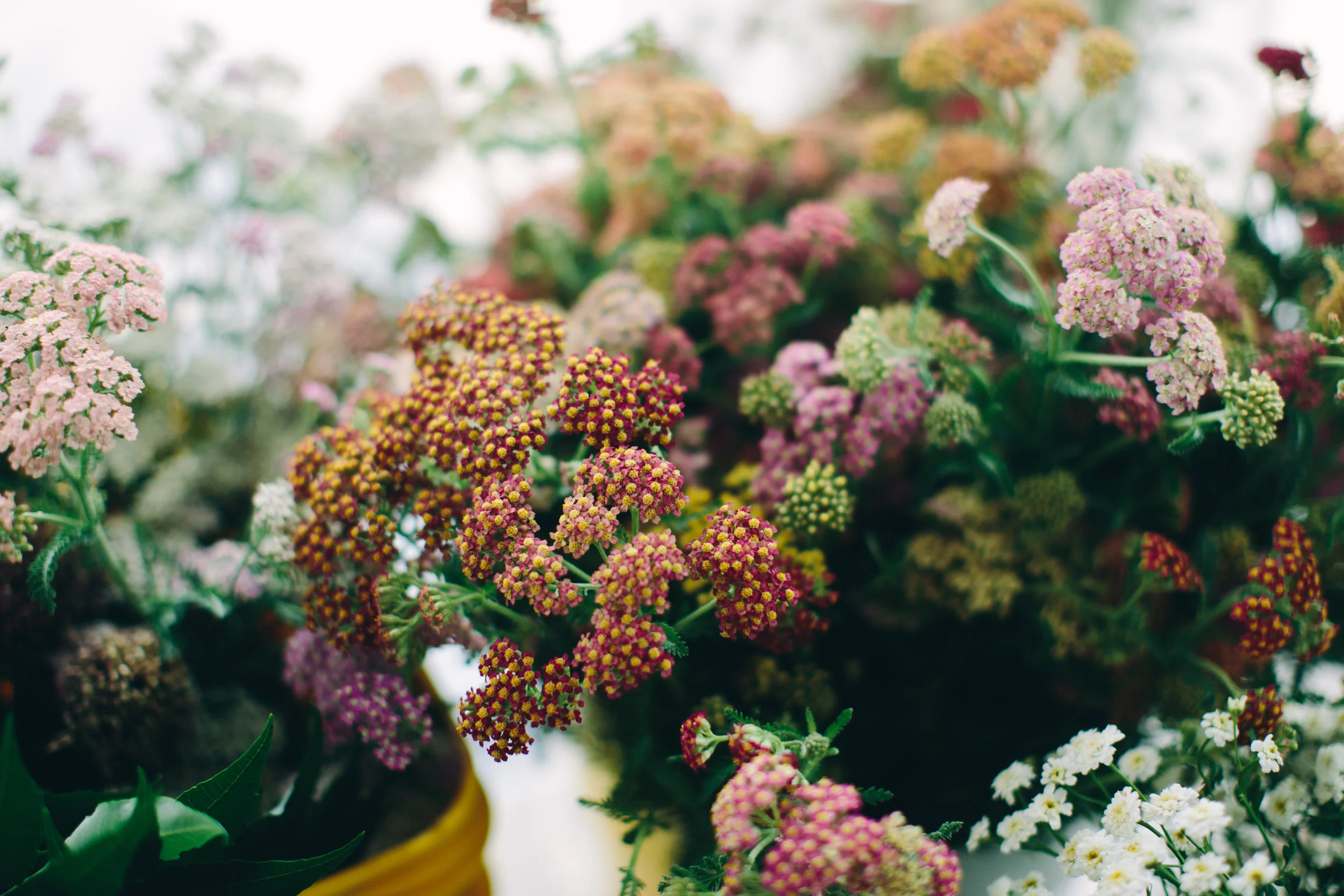 flowers14.jpg