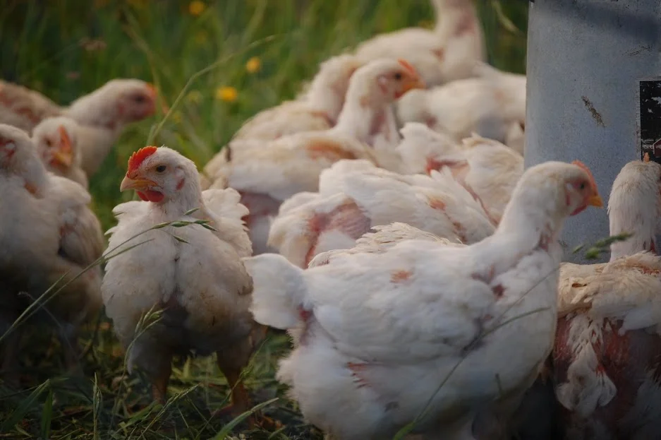 chickens on grass.JPG