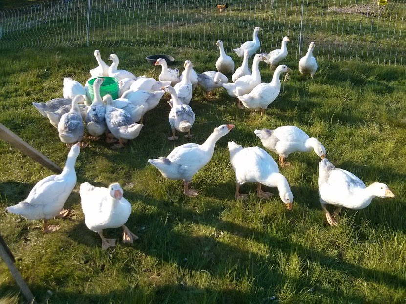 geese on pasture.jpg