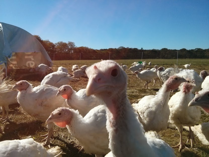 turkey in the field closeup.jpg