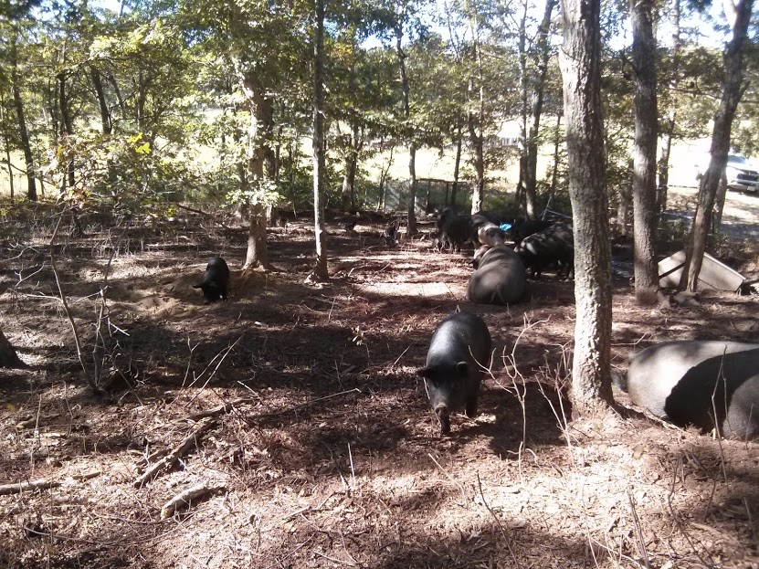 pigs clearing the woods.jpg